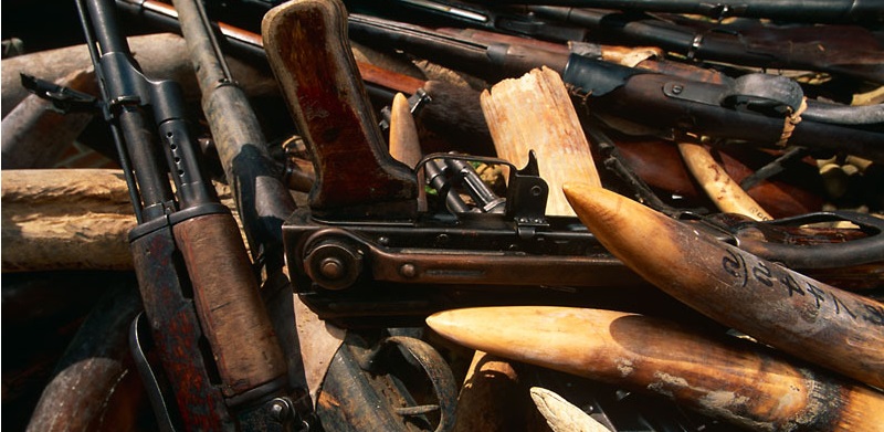 Confiscated gun weapon with illegal African elephant ivory tusks, Republic of Congo